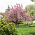 Kwanzan Flowering Cherry Tree | Vego Garden