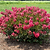 Bellini® Raspberry Crape Myrtle | Vego Garden