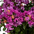 Bellini® Grape Crape Myrtle | Vego Garden