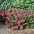 Bellini® Raspberry Crape Myrtle | Vego Garden