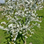 Lapins Cherry Tree | Vego Garden