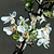 Lapins Cherry Tree | Vego Garden
