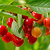 Lapins Cherry Tree | Vego Garden