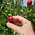 Lapins Cherry Tree | Vego Garden