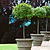 English Laurel Topiary (Single Ball) | Vego Garden