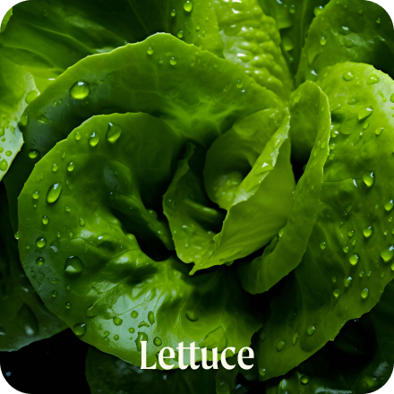 Lettuce