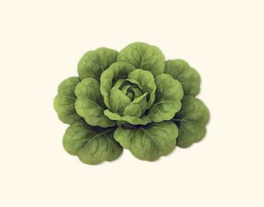 Lettuce Seeds