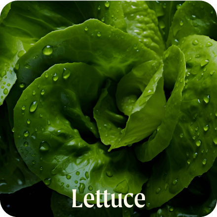 Lettuce