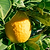 Lisbon Lemon Tree | Vego Garden