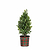 Little Ragu® Sweet Bay | Vego Garden