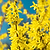 Lynwood Gold Forsythia Shrub