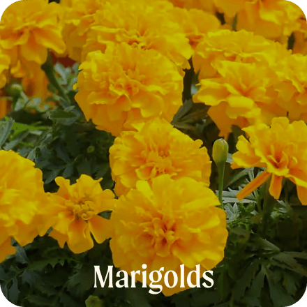 Marigolds