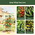 MaxGrow Tomato Tower 3 Tier - 3 Pack | Vego Garden | Vego Garden