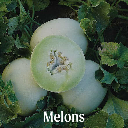 Melons