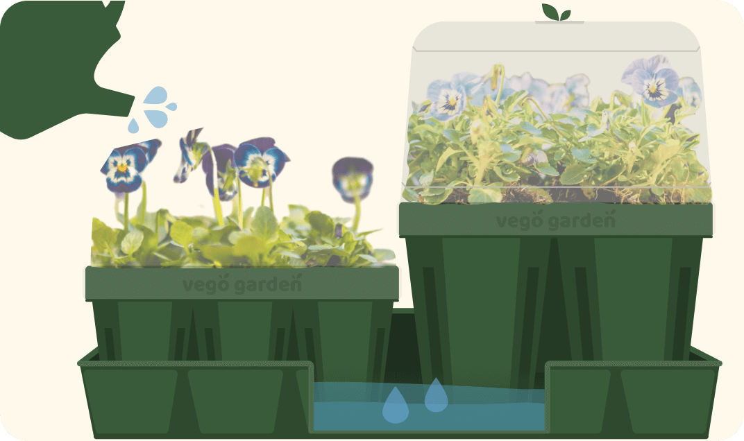 Vego garden beds