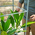 Classic Rolling Cube Tomato Planter  | Vego Garden