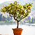 Improved Meyer Lemon Tree (CA) | Vego Garden