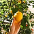 Improved Meyer Lemon Tree (CA) | Vego Garden