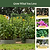 Monet Garden Arched - Standard Frame | Vego Garden