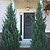 Moonglow Juniper Tree | Vego Garden