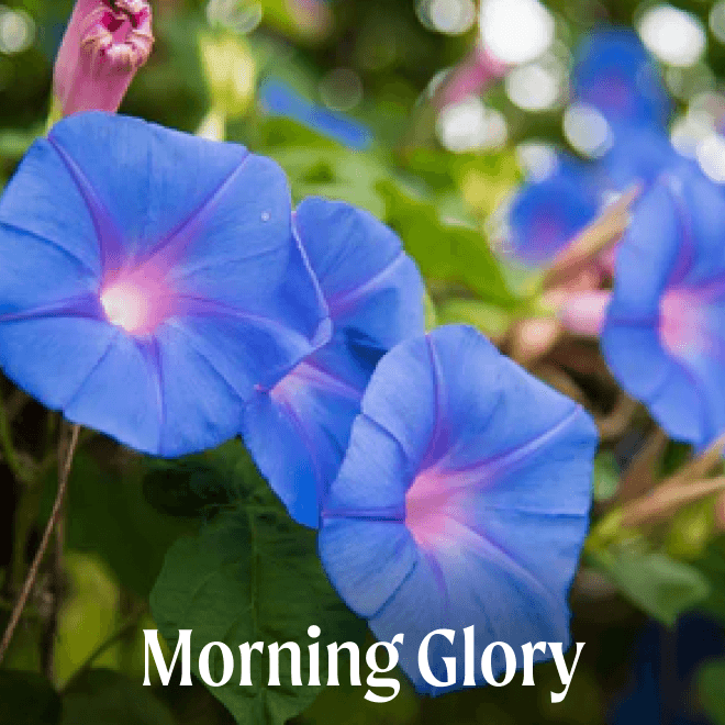 Morning Glory