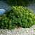 Pumillio Mugho Pine | Vego Garden
