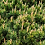 Pumillio Mugho Pine | Vego Garden