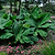 Truly Tiny Banana Tree | Vego Garden