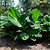 Truly Tiny Banana Tree | Vego Garden