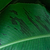 Truly Tiny Banana Tree | Vego Garden