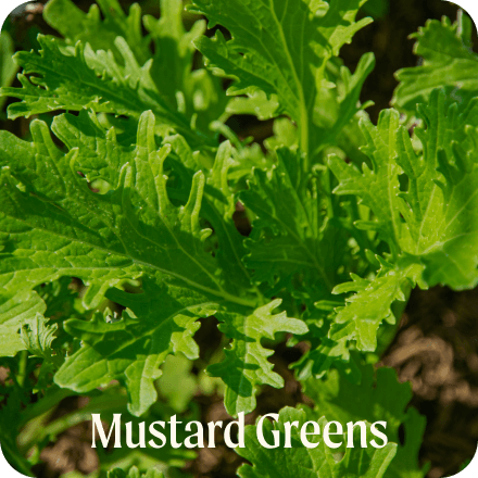 Mustard Greens