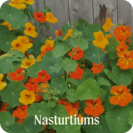 Nasturtiums