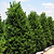 Nellie Stevens Holly | Vego Garden