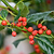Nellie Stevens Holly | Vego Garden