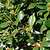 Nellie Stevens Holly | Vego Garden
