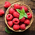 Nova Red Raspberry Plant