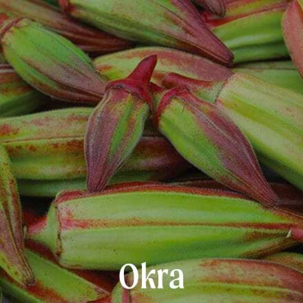 Okra