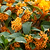 Orange Flowering Tea Olive | Vego Garden