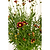 Li& | Vego Garden