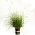 Dwarf Maiden Grass | Vego Garden