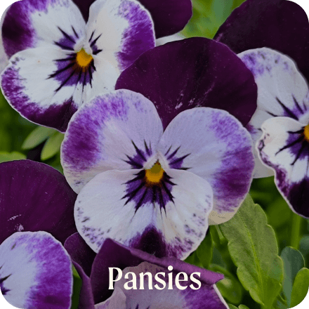 Pansies