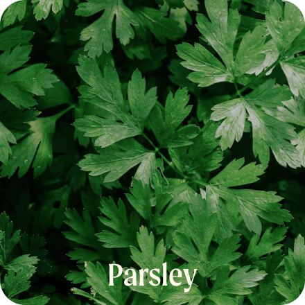 Parsley