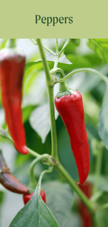 Peppers