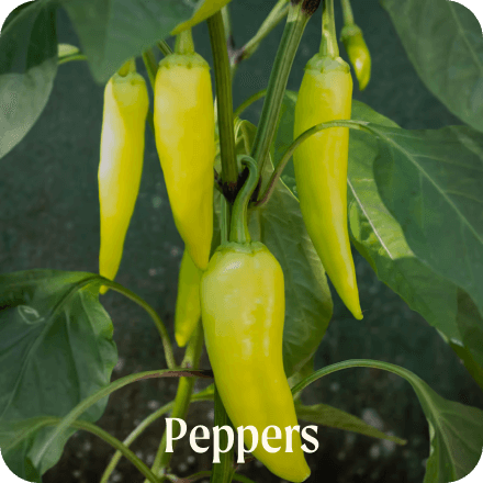 Peppers