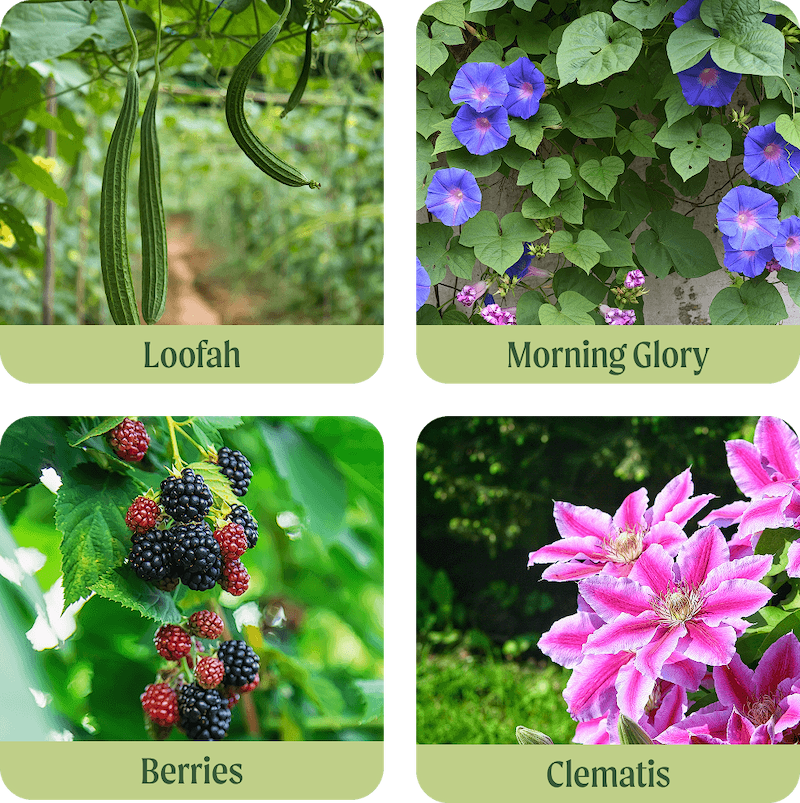 Vego garden beds