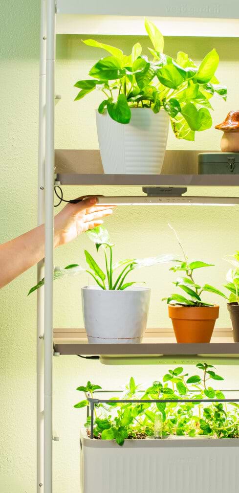 Vego garden beds
