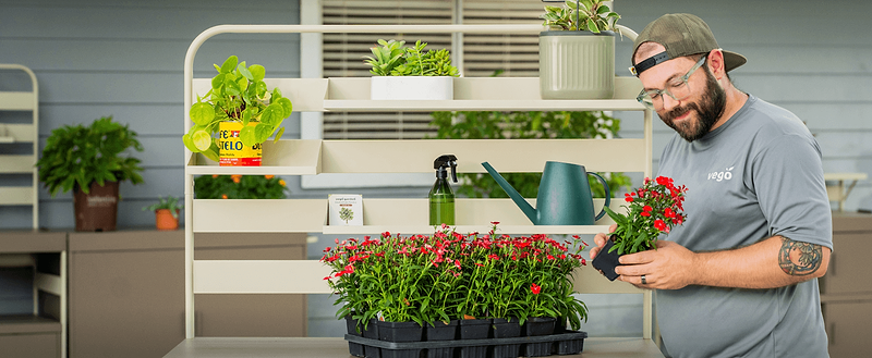 Vego garden beds
