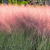 Pink Muhly Grass | Vego Garden