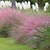 Pink Muhly Grass | Vego Garden