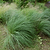 Pink Muhly Grass | Vego Garden